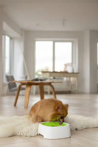Small dog drinking from automatic pet water fountain with green top