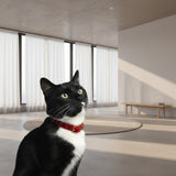 Black and white cat wearing red soft velvet collar