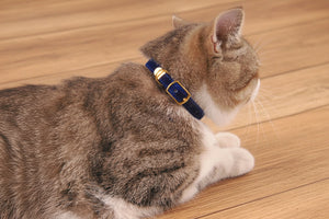 Black soft velvet cat collar with gold buckle
