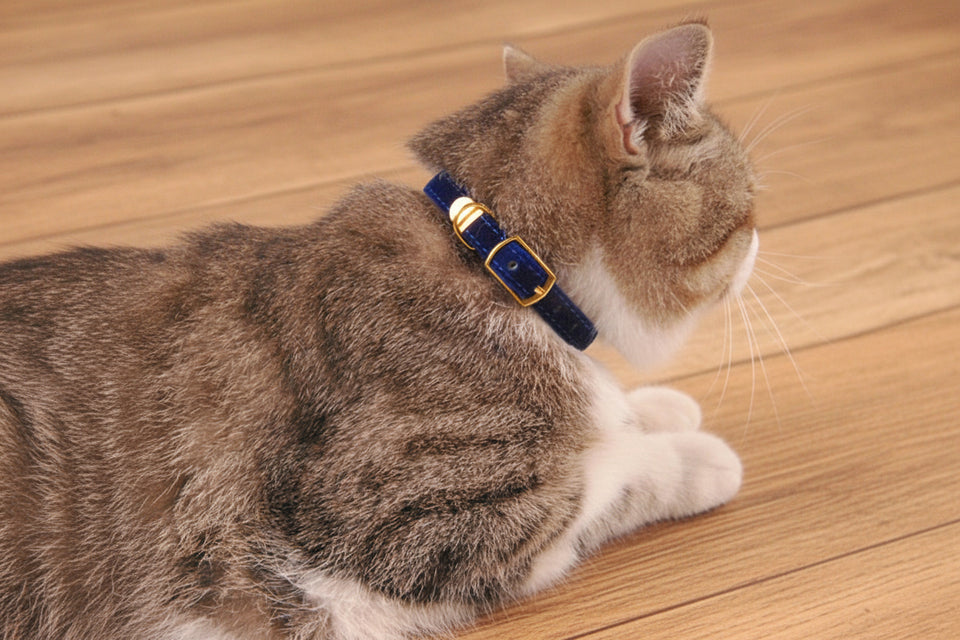 Black soft velvet cat collar with gold buckle